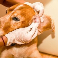 米国政府機関が犬のマラセチア性外耳炎の治療薬を承認
