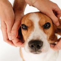 犬に触っちゃダメな5つの瞬間　愛犬にかなりのストレスを与えてしまう場面とは
