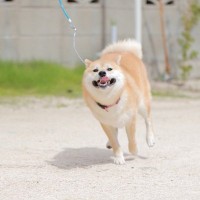 犬が散歩でテンションが上がる4つの理由　屋外に潜むピンチから興奮している愛犬を守るために