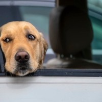 犬が『車酔い』してるときの症状5選　嘔吐してしまう原因や対処法まで