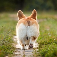 犬が『お尻を振って歩く』5つの理由　おしりをフリフリする心理や気をつけるべき症状