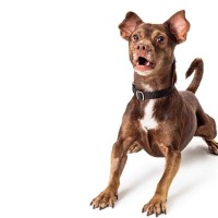 犬が『しっぽを振りながら怒る』心理3選　飼い主に向かって唸る理由や気持ちを察する方法とは？