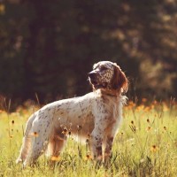 『狩猟犬に向いている犬』の特徴　飼育する場合の訓練方法や仕事内容までご紹介