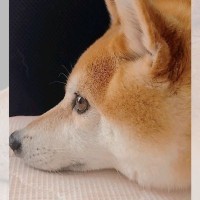 柴犬さんの『ぷくぷくほっぺ』を堪能できる写真が1.4万いいねを集める！「世界遺産級」と絶賛の声
