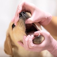 犬が死ぬかもしれない『口の病気』4選　主な原因や見逃してはいけない口の中の状態とは