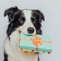 犬の飼い主が貰っても『喜ばないプレゼント』３つ　逆に困らせてしまうことも…