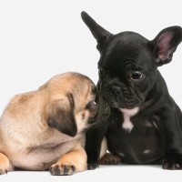 『体臭が強い』といわれている犬種６選　愛犬の体が臭いときにできる対処法をご紹介