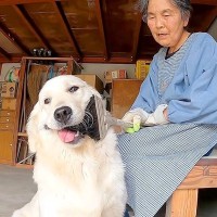 田舎に住む『大型犬とおばあちゃん』を覗いてみたら…可愛すぎるやり取りに多くの反響「孫のようですね」「平和すぎる」と羨望の声も