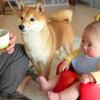 赤ちゃんに離乳食を食べさせようとしたら犬が…まさかの『相席』で便乗する光景が話題に「可愛いが渋滞してる」「仲間感がたまらない」の声