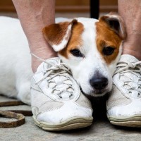 犬の『不安度を測る』チェック項目４つ　 安心させるためにすべき配慮まで