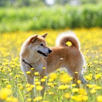 犬に危険な『春の野草』5選　食べてしまったときに起こる症状や誤食を防ぐ方法まで