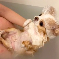 犬が『超お風呂好き』に成長したら…可愛すぎる入浴姿が146万再生「めちゃくちゃ気持ちよさそう」「赤ちゃんみたい」驚きと絶賛の声