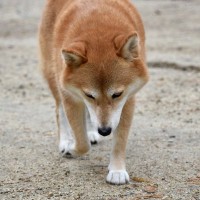 犬が『足を引きずる』理由3つ　普段から愛犬の歩き方を観察しよう