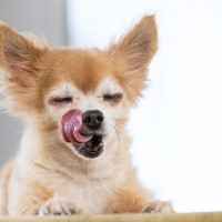 犬がお腹いっぱいのときに見せるサイン４つ　ご飯の与えすぎには要注意