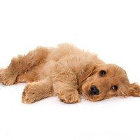 犬が『痛がっている』ときにする4つのサイン　今すぐ病院へ行くべき症状とは？