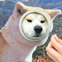 秋田犬が『顔はめパネル』に挑戦した結果…お手本過ぎる姿が197万表示を突破「シンデレラフィット」「言われなきゃ気付かんｗ」