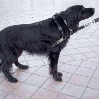 犬が『警戒』しているときにする5つの行動　見逃してはいけないサインや安心してもらうためには
