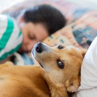 愛犬が飼い主と一緒に寝たいと思っている時にする行動３選　眠るときの注意点まで解説