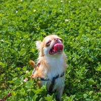 【獣医師が解説】意外と春に多い？！犬の"熱中症"についての基礎知識