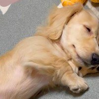 寝ている子犬を撮影したら…可愛すぎる『短い腕枕』が257万再生の大反響「日曜日のお父さんスタイルｗ」「世界一短い腕枕」絶賛続々