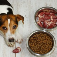 ドイツの犬の飼い主に「生肉食を止めた理由」をアンケート調査　理由の多くは"胃腸の問題"