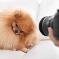 犬の写真を撮ると目が光る『2つの理由』防ぐ方法はあるの？撮影するときに注意すべき点まで