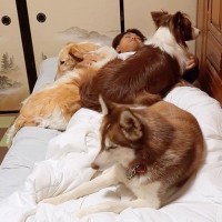 3頭の大型犬を置いて先に眠ったら…『世界一幸せなシングルベッド』が完成する光景に279万再生「愛も重いですね笑」「羨ましすぎる」の声