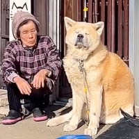 『12歳の秋田犬とおばあちゃん』が過ごす休日…素敵な光景が512万再生を突破「ほのぼのの極み」「幸せ伝わってくる」感動と賞賛の声