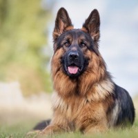『賢い犬種』ランキングトップ5！知能が高い犬がする行動や飼い方の注意点まで