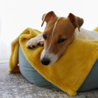 犬にとって『絶対NGな寝床』5選　今すぐに見直すべき危険な状態と理想的なベッドの環境とは？