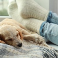 犬が飼い主の近くで寝る『3つの心理』主な理由や愛犬が眠る位置からわかることまで