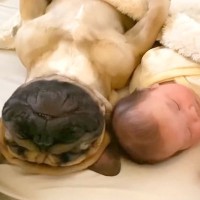 犬が赤ちゃんに『添い寝』した結果…オジサン過ぎる光景が面白いと1万6000再生「自分を人間と思ってる？」「イビキ立派過ぎｗ」と絶賛の声