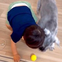 犬と子どもが“おもちゃ争い”をした結果…まさかの『高度な駆け引き』が13万6000再生「遠慮しつつ賢い笑」「兄弟喧嘩も大事」