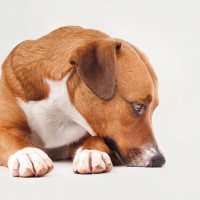 犬が『腰を痛がっている』ときにする5つの行動　腰痛になる原因や症状まで