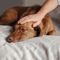 犬が『痛み』を感じているサイン5選　絶対に見逃してはいけない愛犬の行動とは？