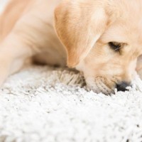 犬がカーペットを舐め続ける心理4選　ペロペロが止まらない理由や注意点まで