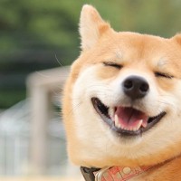 犬が無理して笑っているのを判断する方法とは？愛犬の笑顔、実は"ストレススマイル"かも？