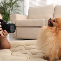 犬がカメラを嫌がる時に考えられる理由３つ　なぜ目線を逸らすの？上手く撮影するコツとは