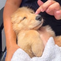 『赤ちゃんみたい』生後4か月、大型犬の子犬をタオルで拭いたら…まかさの"居眠り"する光景が103万再生「可愛すぎて苦しい」悶絶の声