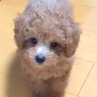 天使のような赤ちゃん犬が…体重8キロにまで成長した『まさか過ぎる姿』が27万再生「貫禄ありすぎて草」「もはや人間みたいｗ」と大絶賛