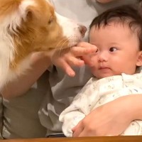 赤ちゃんと『最も賢い犬種』を一緒に育てた結果…最高の家族になるまでの記録が100万再生を突破「素敵な兄弟」「胸が熱くなる」と感動の声