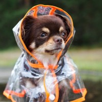 愛犬との『雨の日散歩』を快適にするための便利グッズ6つ　外出に必要なお役立ちアイテムまで