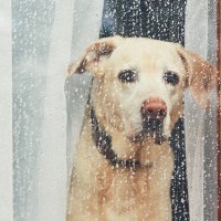 愛犬が『雨の日の散歩』を嫌がる4つの理由　苦手意識を克服するためにできることはある？