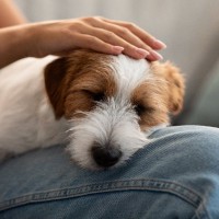 犬が安心して眠れる『飼い主の身体の部位』4選　寝心地がいいと感じているときにする行動まで