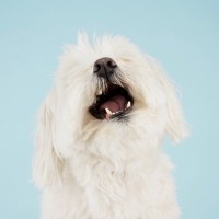 犬の『あごが震える』3つの理由　ガクガクと震わせている原因や病気の症状まで