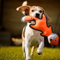 犬がよく遊ぶ『おもちゃの特徴』5つ　主な共通点や興味を持たせる秘訣とは？
