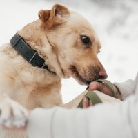 犬が初対面の人の『ニオイ』を嗅ぐ5つの理由　執拗にクンクンしてくる心理や目的とは？