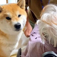 柴犬とひいおばあちゃんの『お別れ日』…切なすぎる光景が109万再生の反響「涙止まらん」「気にかけてる…本当に優しい子」と感動の嵐
