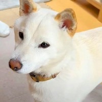 犬が飼い主に『ドッグラン行く行く詐欺』をされ続けた結果…リベンジを果たした光景が話題に「疑いの顔がかわいすぎるｗ」「入れて良かったね」