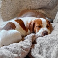 犬が『体を丸めて眠る』理由5選　体調が悪いときにする寝相や危険なサインとは？